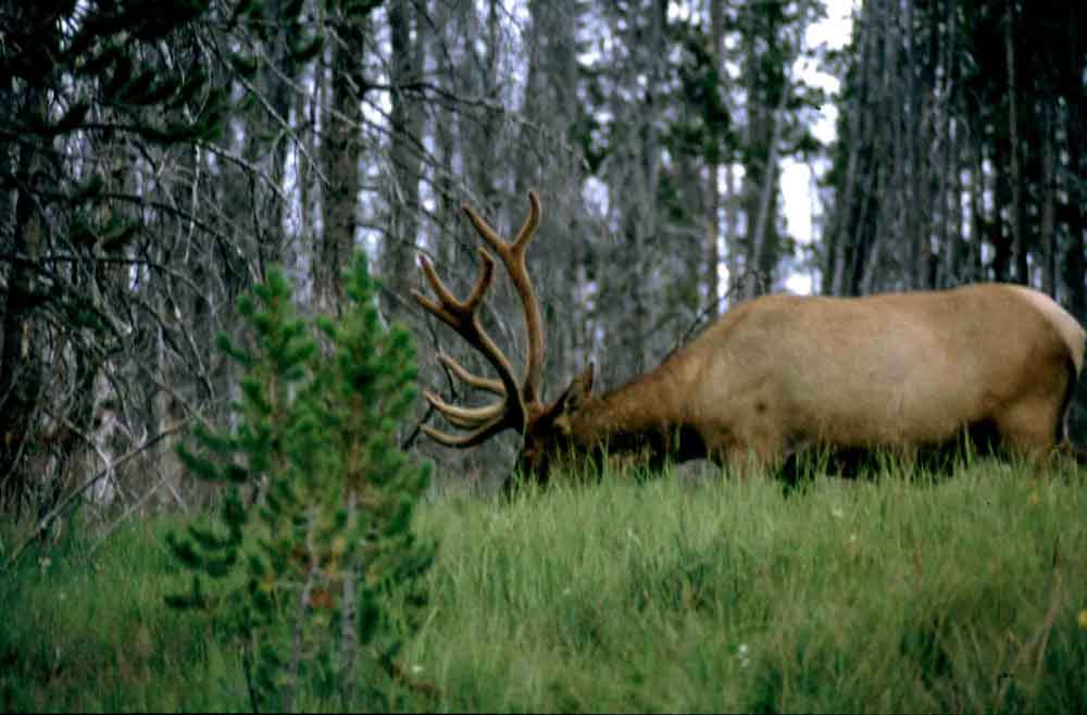 Ciervo - Yellowstone - EEUU 2.jpg